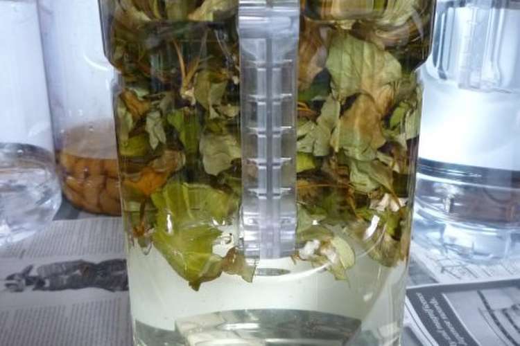 どくだみ酒を作る レシピ 作り方 By Aranjuez5 クックパッド 簡単おいしいみんなのレシピが358万品