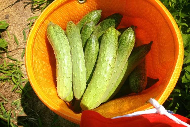 会津伝統野菜 余蒔きゅうり冷製スープ レシピ 作り方 By ばんげマルシェ クックパッド 簡単おいしいみんなのレシピが362万品