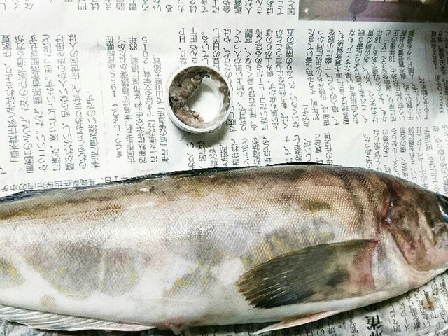 安全 キレイ 簡単 魚のウロコ取り レシピ 作り方 By まらごじっぺ クックパッド 簡単おいしいみんなのレシピが364万品