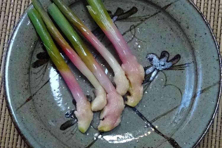 谷中生姜 葉生姜 味噌 マヨネーズ レシピ 作り方 By ハナミズキ食堂 クックパッド