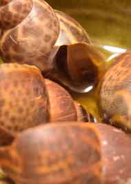 みんなが作ってる バイ貝 塩茹でのレシピ クックパッド 簡単おいしいみんなのレシピが354万品