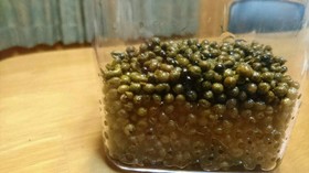 山椒の実の佃煮。