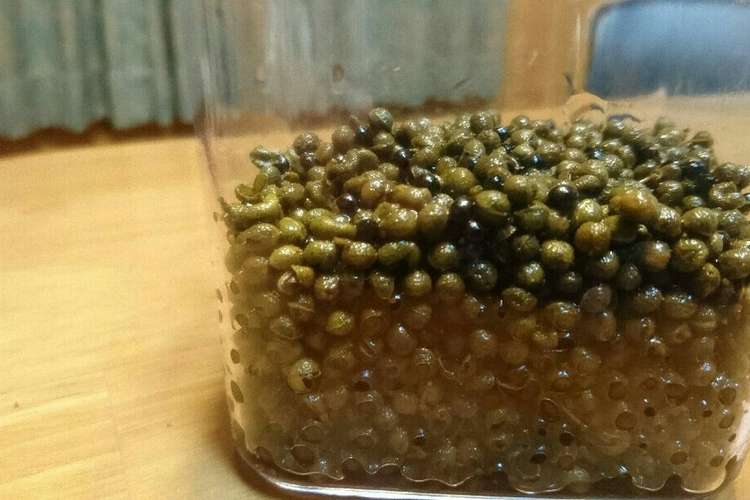 山椒の実の佃煮 レシピ 作り方 By ばちこぷー クックパッド 簡単おいしいみんなのレシピが371万品