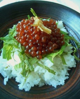 生筋子から作るいくらの醤油漬け