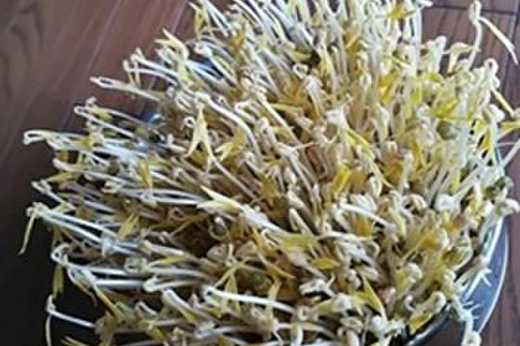自家製もやし レシピ 作り方 By くらしー クックパッド 簡単おいしいみんなのレシピが361万品