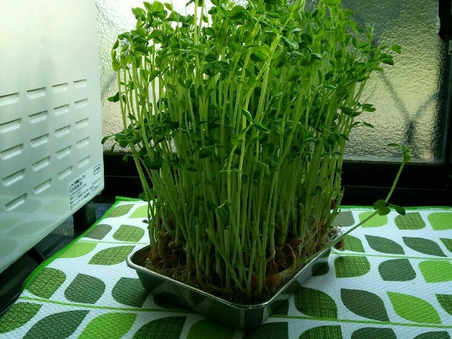 再利用 豆苗の水耕栽培は 何回まで レシピ 作り方 By Manmat クックパッド 簡単おいしいみんなのレシピが353万品