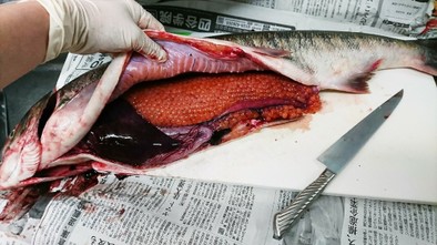 魚屋さん簡単秋鮭捌き方から筋子取り出し方の写真