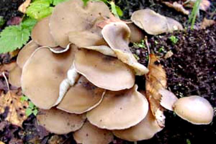 畑シメジのバター醤油炒め レシピ 作り方 By Happy103 クックパッド 簡単おいしいみんなのレシピが353万品