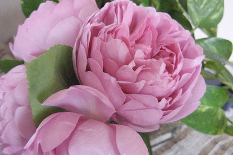 朝摘みのイングリッシュローズでジャムを レシピ 作り方 By Roseyuri クックパッド 簡単おいしいみんなのレシピが357万品