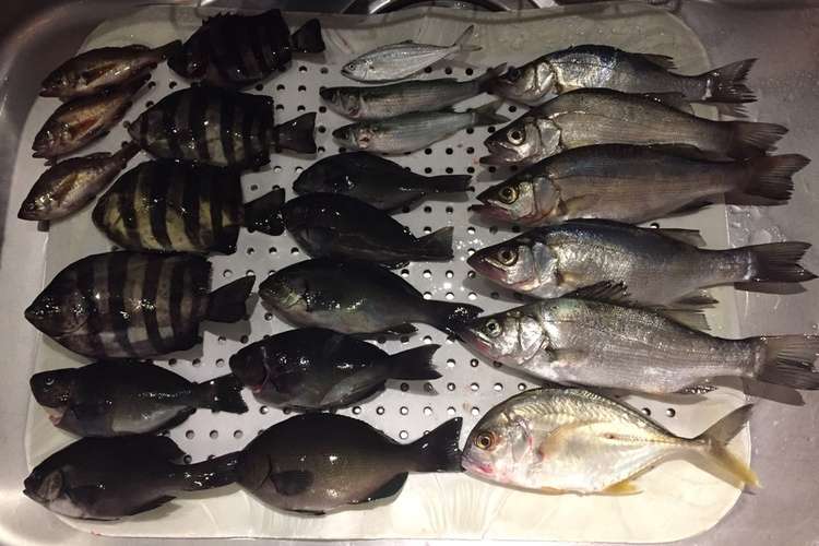 旬鮮 魚の冷凍法 レシピ 作り方 By ラクラクダ クックパッド 簡単おいしいみんなのレシピが366万品