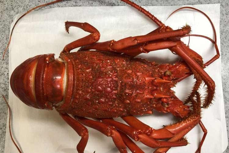 伊勢えびの超簡単な蒸し方と贅沢なお椀 レシピ 作り方 By クックmyaqca クックパッド 簡単おいしいみんなのレシピが364万品