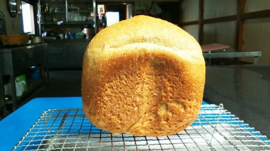 玄米パン　(GOPAN で玄米100%)の写真