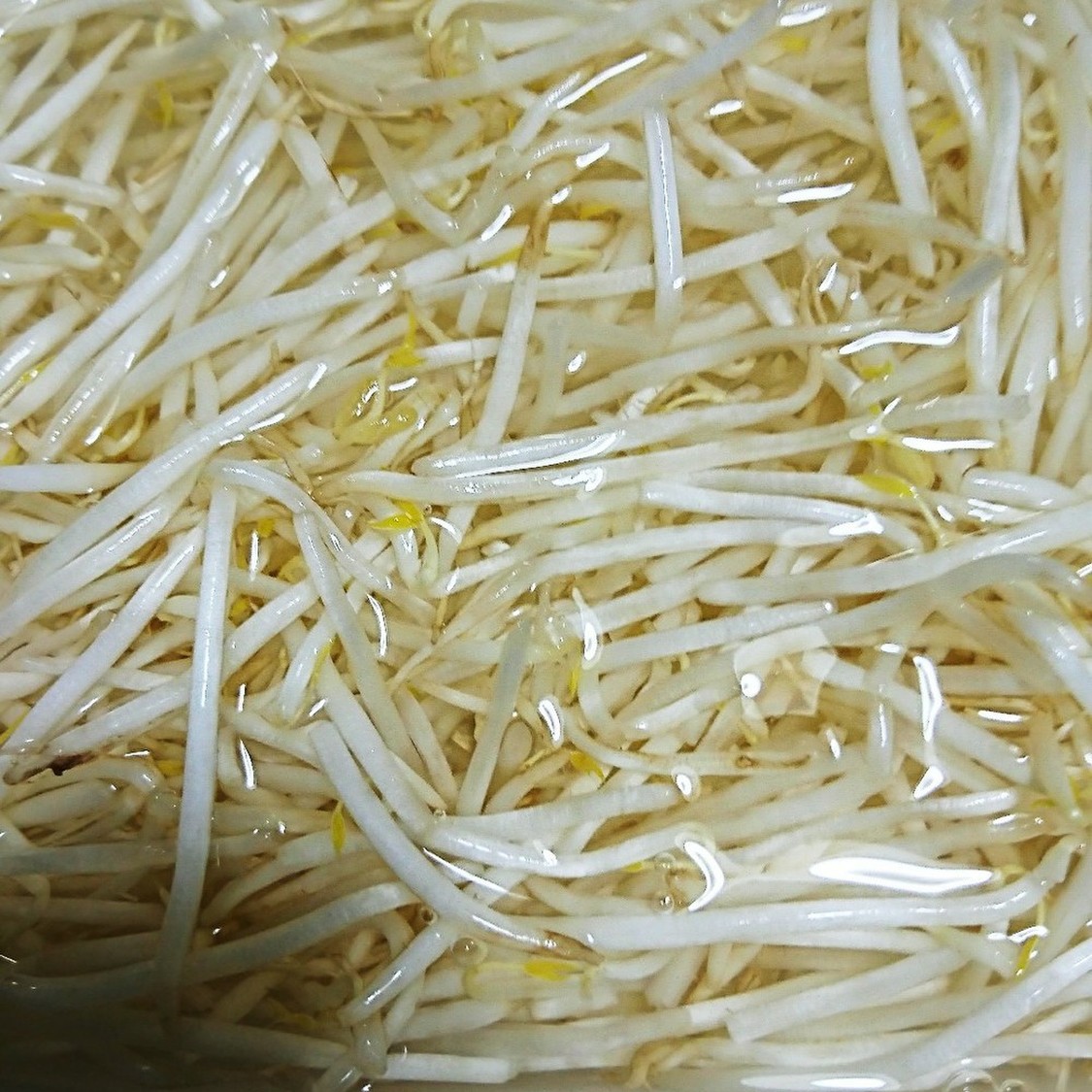 もやしの保存方法！！長持ちしますよ。