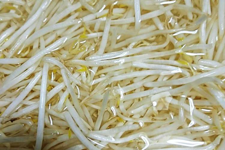 もやしの保存方法 長持ちしますよ レシピ 作り方 By ももかんたママ クックパッド 簡単おいしいみんなのレシピが352万品