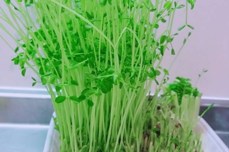 豆苗の育て方 レシピ 作り方 By ちぇるこ クックパッド 簡単おいしいみんなのレシピが365万品