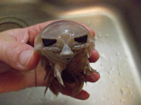 愛知の魚!?オオグソクムシの下処理