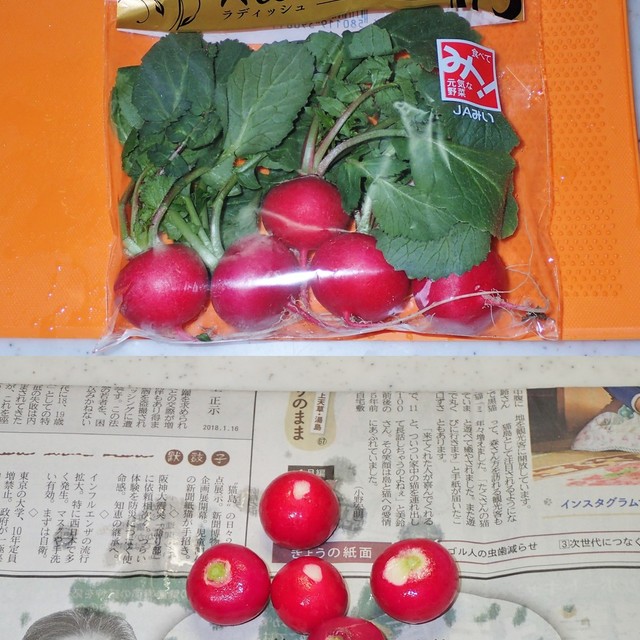 ラディッシュの保存方法 レシピ 作り方 By 父さんの料理 クックパッド 簡単おいしいみんなのレシピが372万品