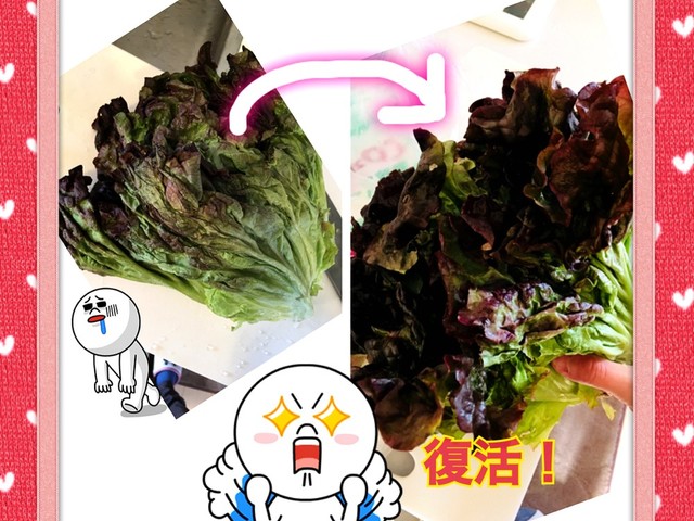 一番簡単 見切品レタス復活 保存法 レシピ 作り方 By おるご クックパッド 簡単おいしいみんなのレシピが360万品 一番簡単 見切品レタス復活 保存法 レシピ 作り方 By おるご クックパッド 簡単おいしいみんなのレシピが360万品