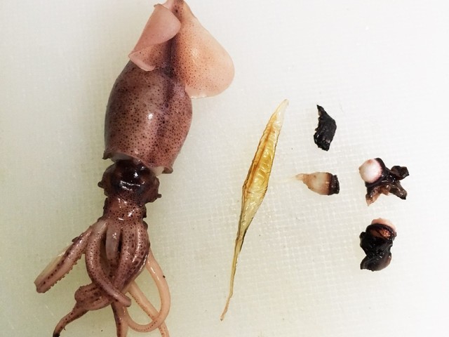 美味しく食べられる ほたるいかの下処理 レシピ 作り方 By さくらんぼ0522 クックパッド 簡単おいしいみんなのレシピが356万品 美味しく食べられる ほたるいかの下処理 レシピ 作り方 By さくらんぼ0522 クックパッド 簡単おいしいみんなのレシピが356万品
