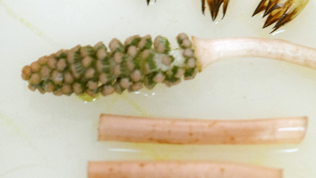 簡単手早く つくしの下処理 レシピ 作り方 By Ukulele大好き クックパッド 簡単おいしいみんなのレシピが352万品