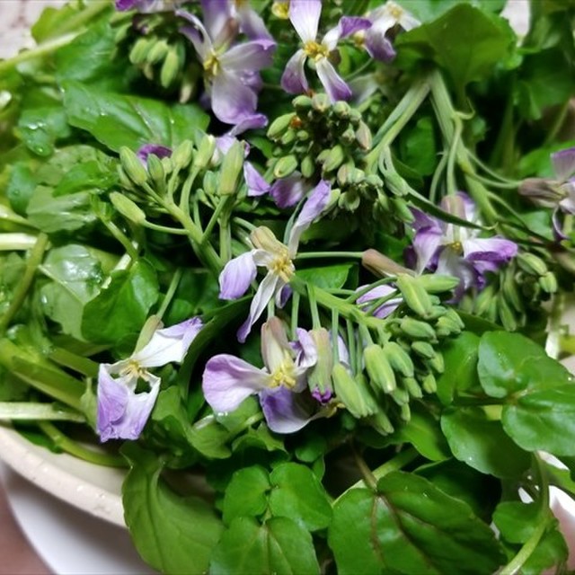 クレソンとハマダイコンのサラダ ゴマドレ レシピ 作り方 By 福井のおじじ クックパッド 簡単おいしいみんなのレシピが350万品