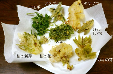 【メモ】春の野草･野菜の天ぷら　追記有の写真