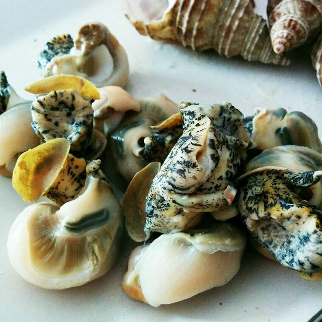 灯台つぶ貝の簡単食べ方 レシピ 作り方 By クックb306fn クックパッド 簡単おいしいみんなのレシピが354万品