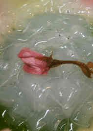 みんなの のれそれ レシピが24品 クックパッド