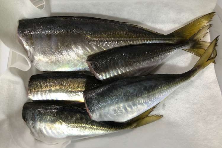 釣り鯵を大量に早く捌く 下処理保存用 レシピ 作り方 By 釣り好きマサコ クックパッド