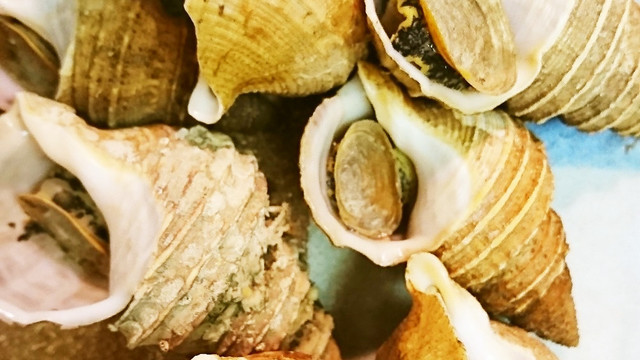 つぶ貝の塩ゆで レシピ 作り方 By 赤紫芋介 クックパッド 簡単おいしいみんなのレシピが361万品 つぶ貝の塩ゆで レシピ 作り方 By 赤紫芋介 クックパッド 簡単おいしいみんなのレシピが361万品