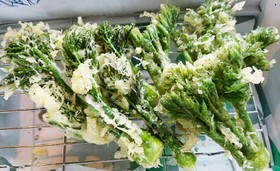 サクサク衣のタラの芽天ぷら