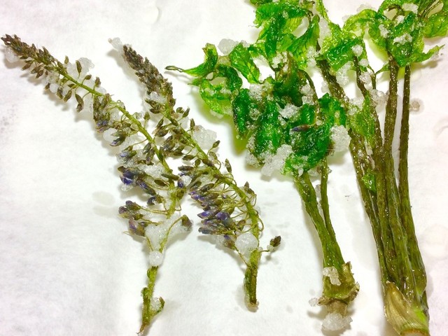 コシアブラ 藤の花 天ぷら レシピ 作り方 By ソラソラソラ クックパッド 簡単おいしいみんなのレシピが350万品 コシアブラ 藤の花 天ぷら レシピ 作り方 By ソラソラソラ クックパッド 簡単おいしいみんなのレシピが350万品