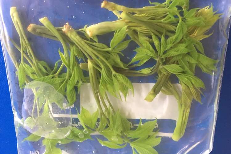 コシアブラの冷凍保存 レシピ 作り方 By ひやおろし クックパッド 簡単おいしいみんなのレシピが376万品