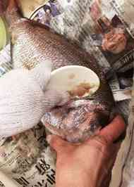 みんなが作ってる 鯛 うろこ取りのレシピ クックパッド 簡単おいしいみんなのレシピが363万品