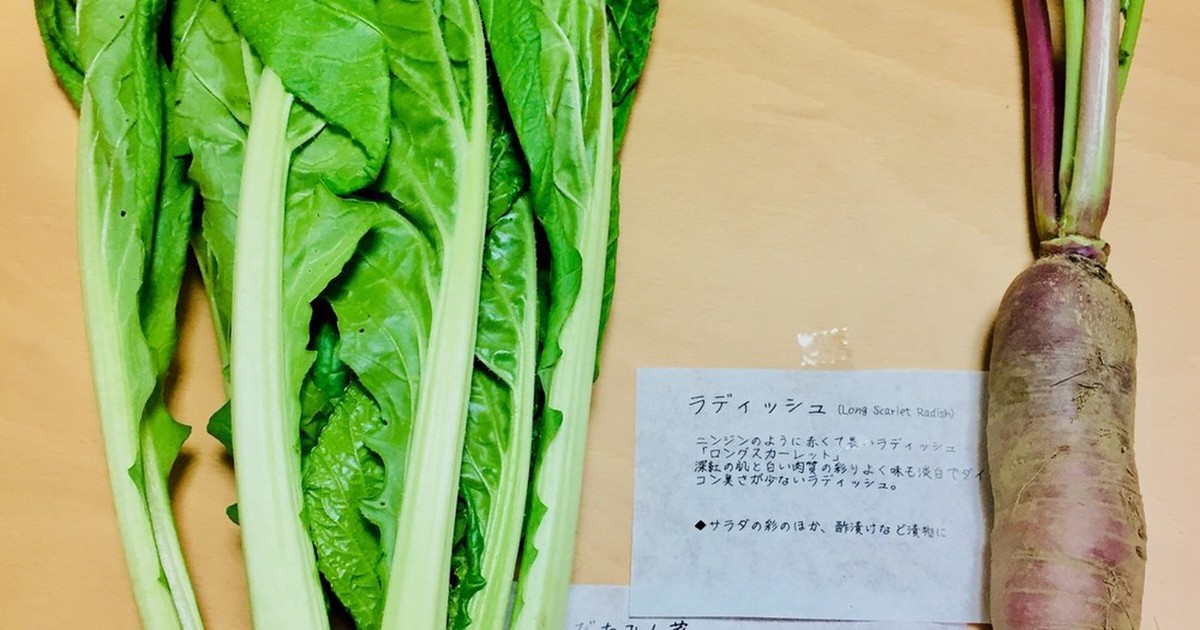 横田農場 菜っ葉とラディッシュの浅漬け レシピ 作り方 By ジェシカ アーサー クックパッド