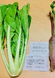 みんなが作ってる 菜っ葉 つけもののレシピ クックパッド 簡単おいしいみんなのレシピが346万品