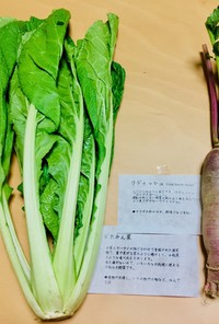 【横田農場】菜っ葉とラディッシュの浅漬け