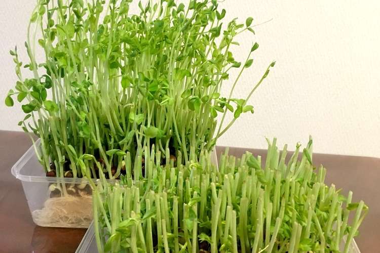 豆苗復活の割増法 コツ教えます レシピ 作り方 By Sachiii クックパッド 簡単おいしいみんなのレシピが358万品