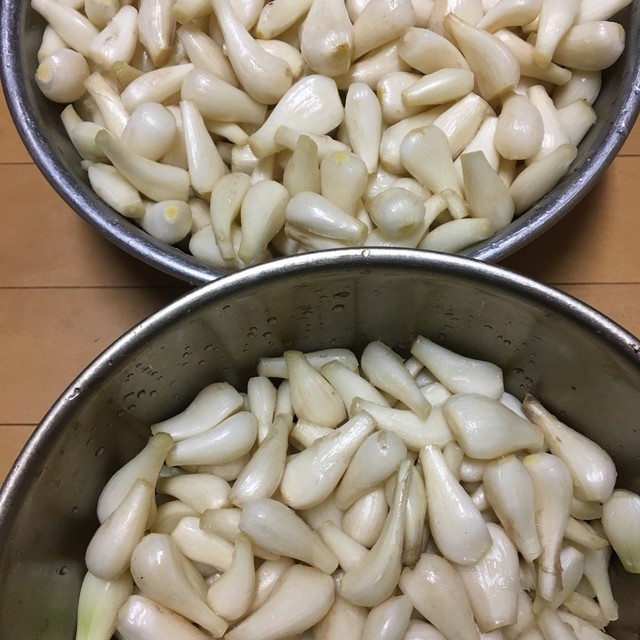 簡単 楽 泥付きラッキョウを洗うには レシピ 作り方 By Akiko49 クックパッド 簡単おいしいみんなのレシピが358万品