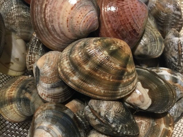 あさりの砂抜き 50 洗いと通常方法 レシピ 作り方 By のんちのごはん クックパッド 簡単おいしいみんなのレシピが355万品