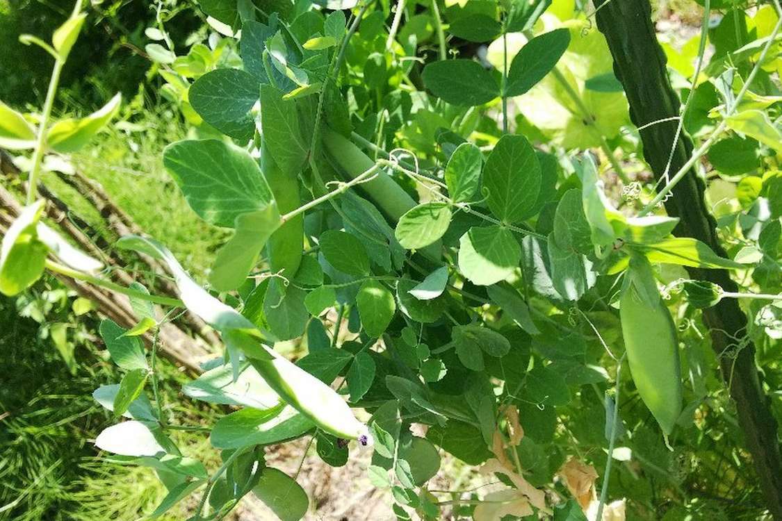 豆苗を３回食べたあと サヤえんどう レシピ 作り方 By ティーダ7 クックパッド 簡単おいしいみんなのレシピが379万品