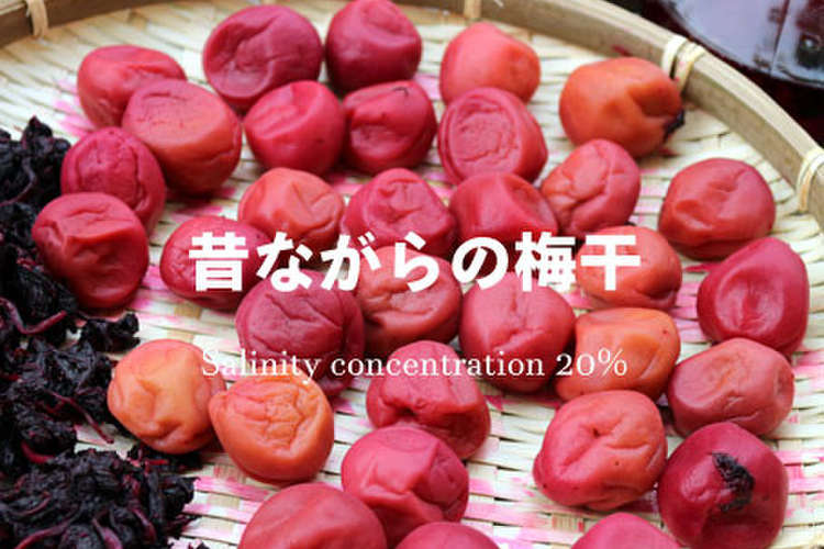 梅干 ２０ 長期保存可 初心者むけ レシピ 作り方 By 草カワセミ クックパッド 簡単おいしいみんなのレシピが366万品