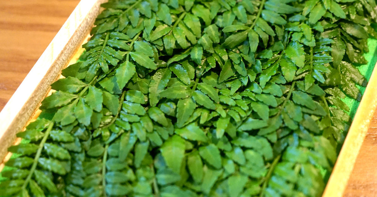 永久保存版 木の芽 山椒の新芽 冷凍保存 レシピ 作り方 By 匡masa クックパッド 簡単おいしいみんなのレシピが358万品