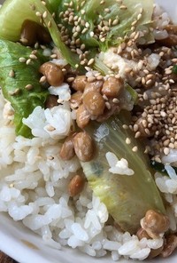 納豆とマーボーレタスのご飯