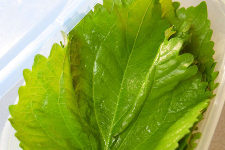 しおれた大葉を復活 保存法 レシピ 作り方 By Ukulele大好き クックパッド 簡単おいしいみんなのレシピが365万品