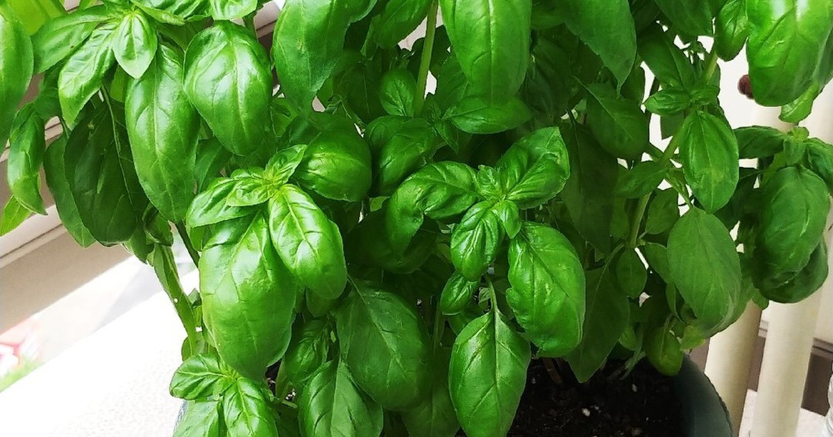 バジル塩 レシピ 作り方 By みかりん19 クックパッド 簡単おいしいみんなのレシピが349万品