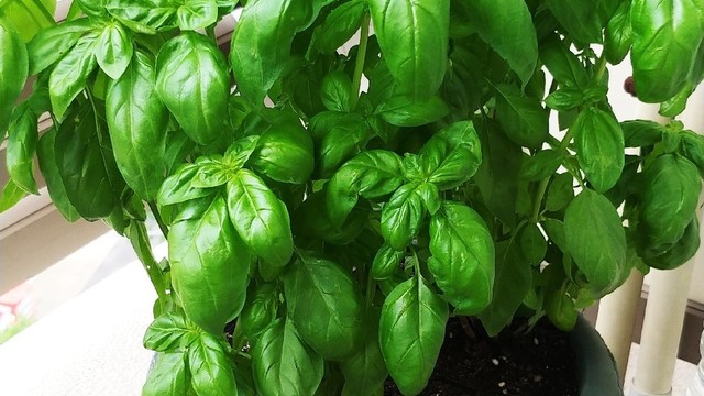 バジル塩 レシピ 作り方 By みかりん19 クックパッド 簡単おいしいみんなのレシピが357万品