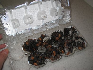 “卵パック”でお弁当用おかずの冷凍保存の写真
