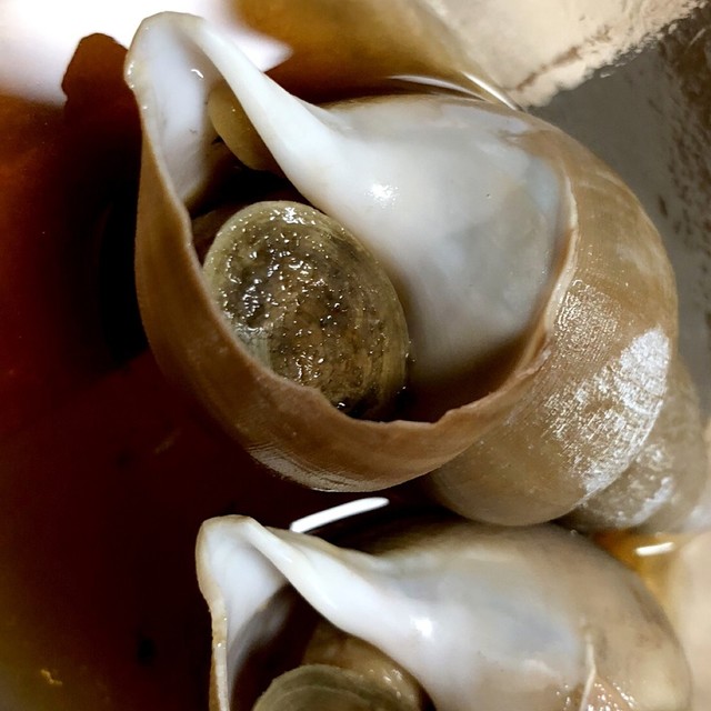 白バイ貝の煮付け 備忘録 レシピ 作り方 By れいじどん クックパッド 簡単おいしいみんなのレシピが356万品