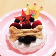 超簡単!犬用ケーキ!の写真